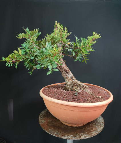 Pre bonsai lentisco - pre, di
