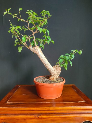 Pre bonsai bouganvillea - pre, di