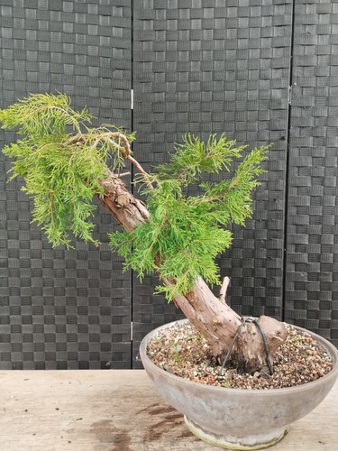 Bonsai ginepro chiu - di,