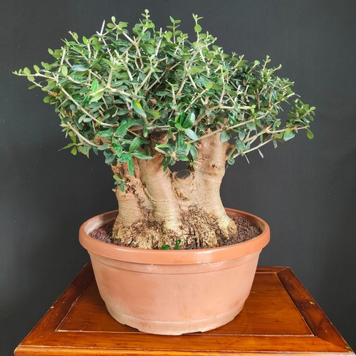 Pre bonsai olivastro - di,