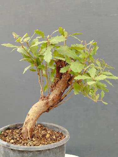 Pre bonsai quercia rovella - pre-bonsai,