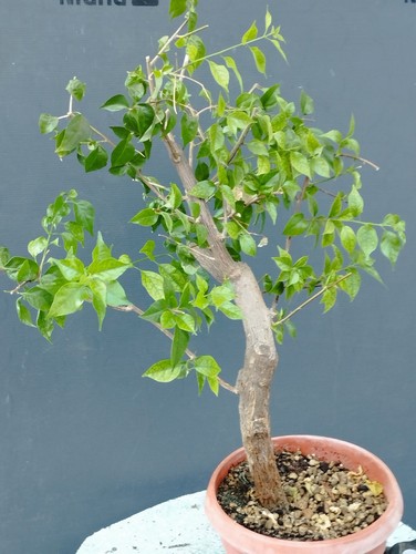 Bonsai bouganvillea 47x15cm - bouganvillea,