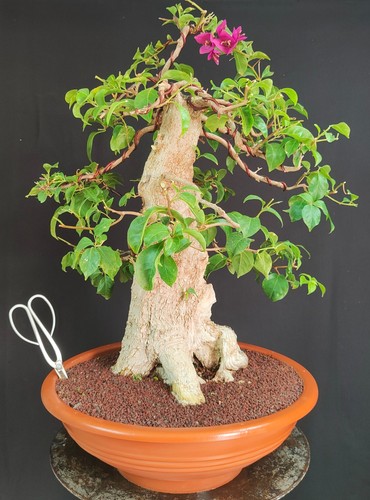 Pre bonsai esemplare - pre, di