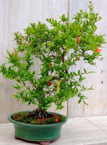 Svendita pre bonsai - svendita, 25%