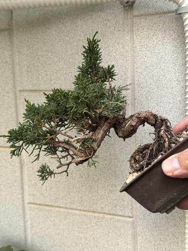 Kishu ginepro bonsai di - bonsai,