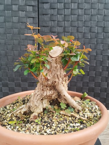 Pre bonsai berberis - di,