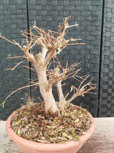 Pre bonsai punica granatum - di,