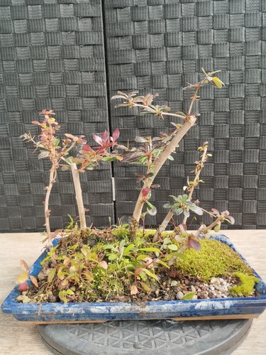 Pre bonsai berberis - bonsai,