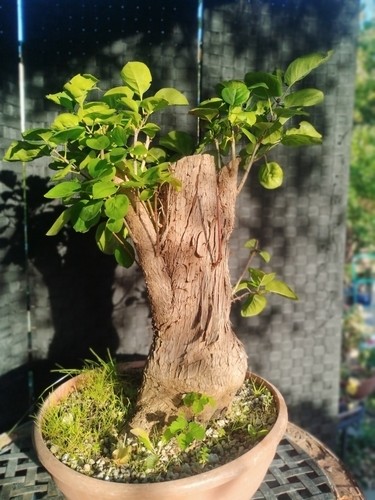 Pre bonsai siringa vulgaris - pre,