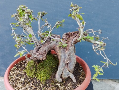 Bonsai carpino bianco - bianco, 30x30cm