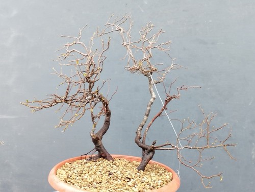 Pre bonsai carpino - pre,