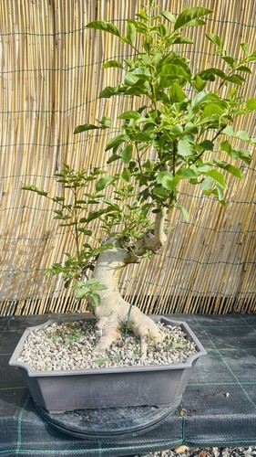 Pre bonsai frassino misure - pre,