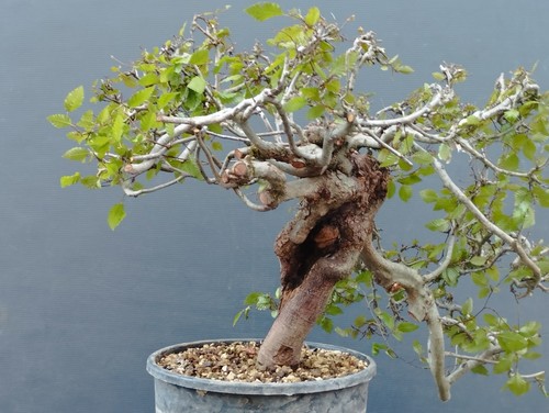 Bonsai carpino bianco 30x20cm - bonsai,