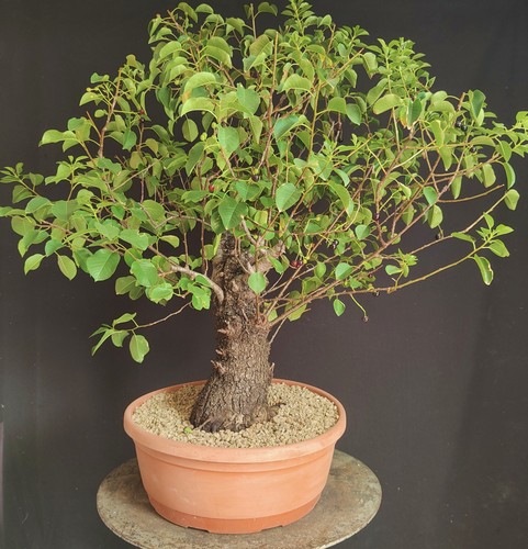 Pre bonsai esemplare prunus - bonsai,