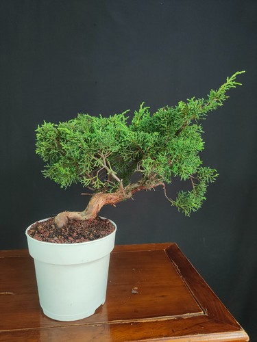 Pre bonsai shoin ginepro - pre, di