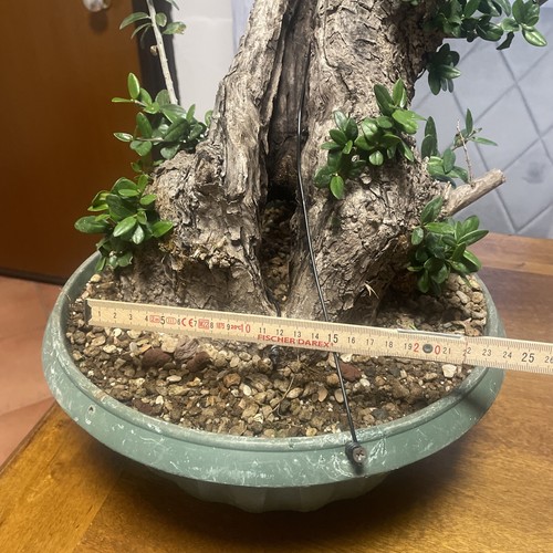Prebonsai olivastro - prebonsai,