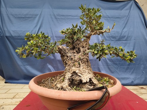 Pianta olivastro pre bonsai - pianta,