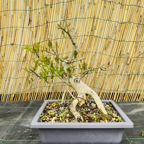 Pre bonsai frassino misure - bonsai,