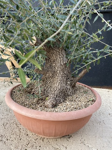 Pre bonsai olivastro - pre,