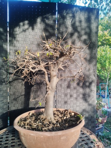 Pre bonsai celtis - celtis, australis