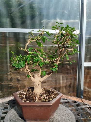 Bonsai ligustrun - di,
