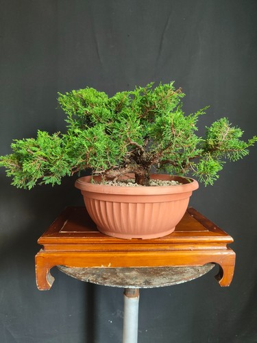 Pre bonsai ginepro itoigawa - pre,