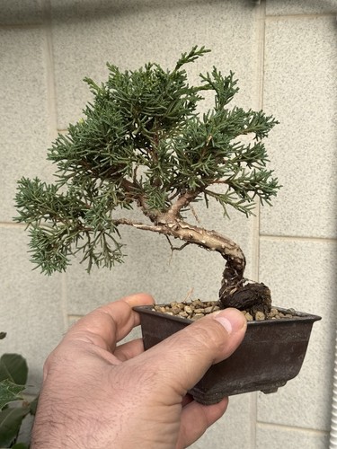 Kishu ginepro bonsai di - ginepro,
