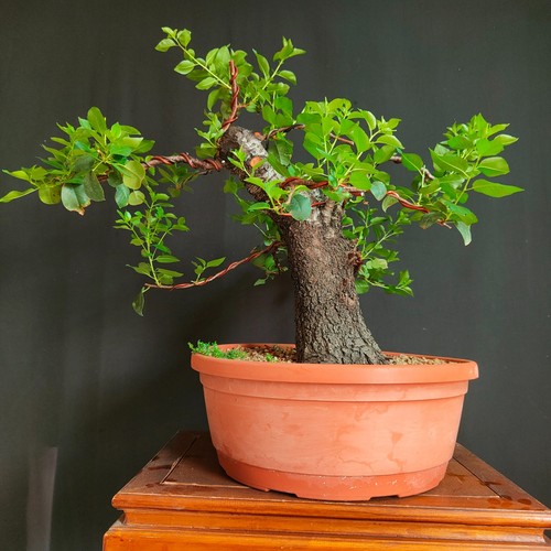 Pre bonsai esemplare - pre,