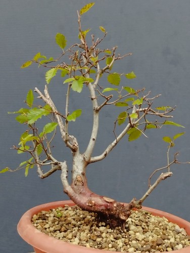 Pre bonsai carpino nero - pre,