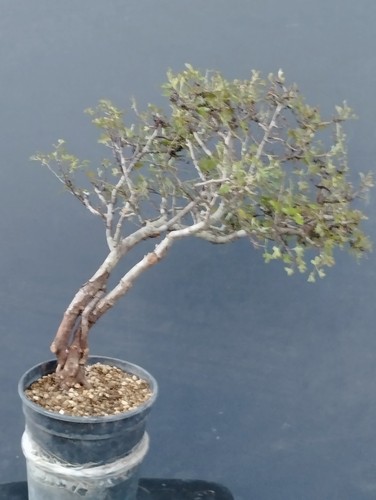 Pre bonsai biancospino - pre-bonsai, di