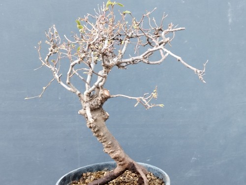 Bonsai carpino bianco - carpino,