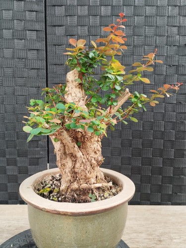 Pre bonsai berberis - pre,
