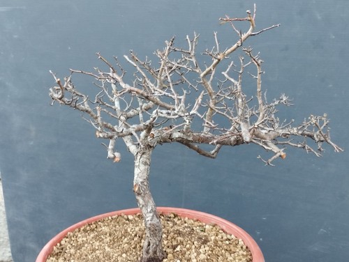 Pre bonsai biancospino - pre-bonsai, di