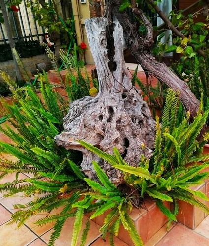 Piante bulbi pre bonsai - piante,,