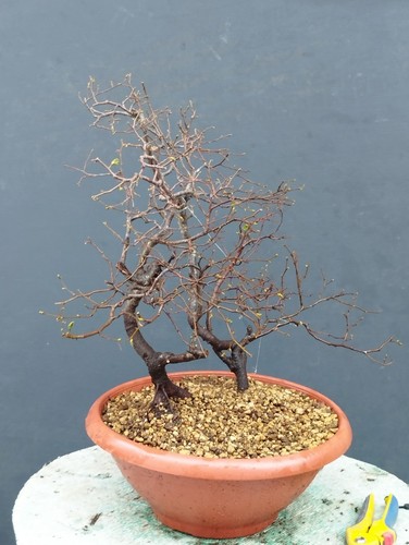 Pre bonsai carpino - bonsai, nero
