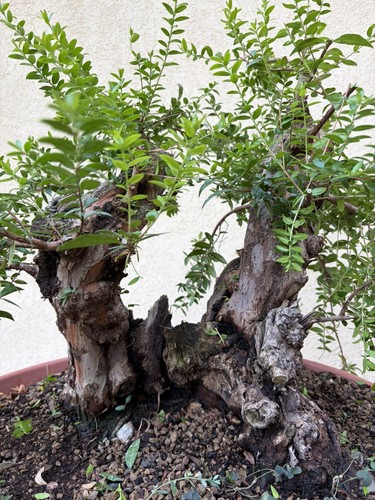 Pre bonsai mirto - di,