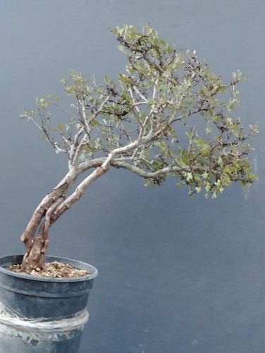 Pre bonsai biancospino - di,