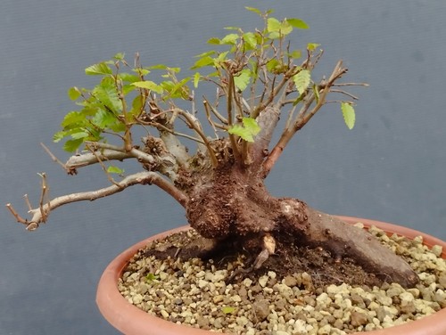 Pre bonsai carpino nero - pre,