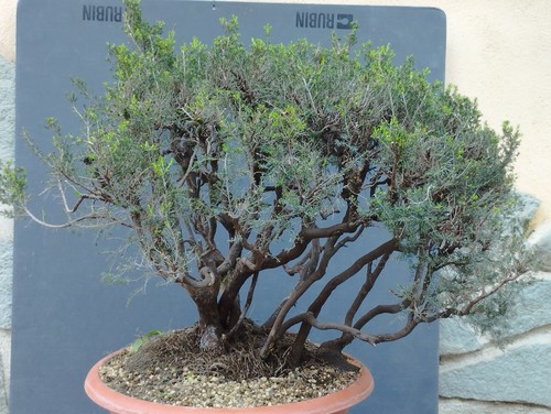 Pre bonsai erica - di,