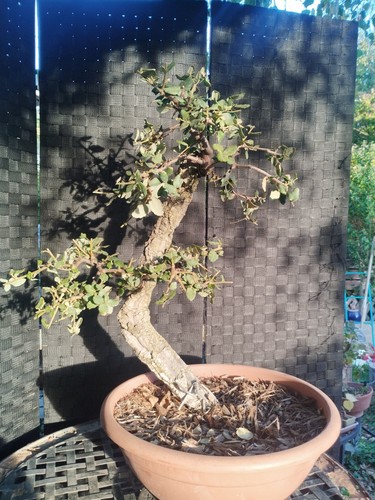 Pre bonsai yamadori - pre, di