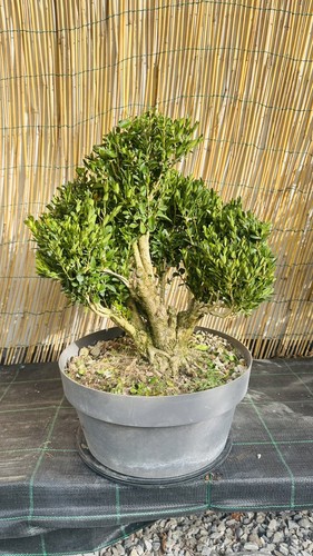Pre bonsai bosso misure - bonsai,