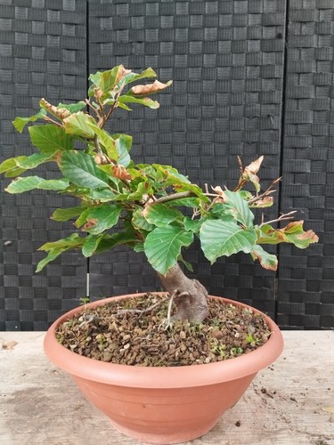 Pre bonsai fagus - di,