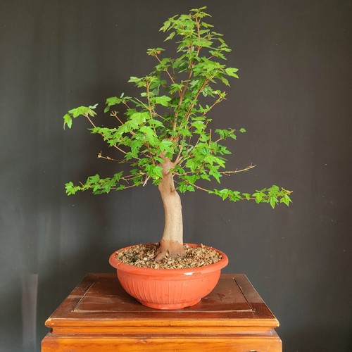 Pre bonsai acero tridente - acero,