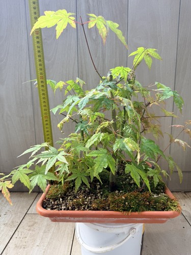 Pre bonsai boschetto acero - pre,