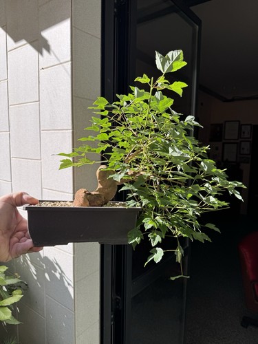 Acero buergerianum bonsai - acero,
