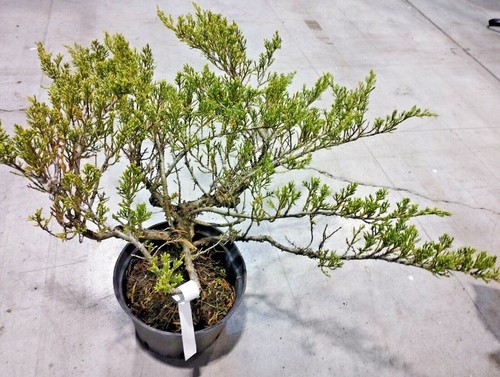 Pianta juniperus ginepro - pianta, o