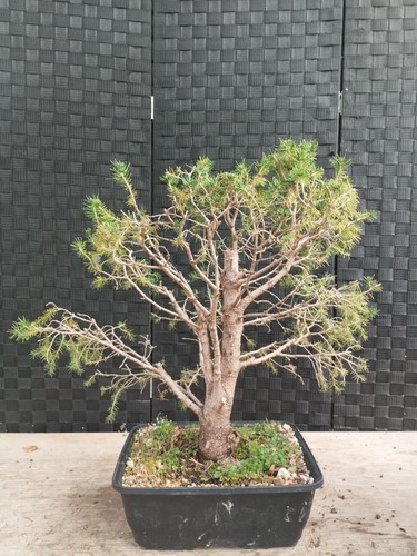 Bonsai picea glauca kifu - bonsai, di