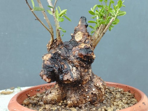 Bonsai olivastro robusta - bonsai,