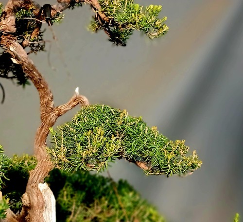 Prebonsai erica arborea - prebonsai,