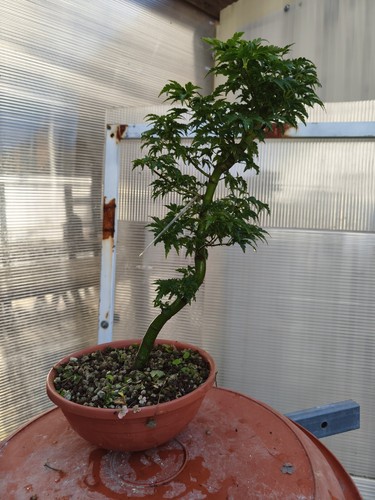 Bonsai acero giapponese - bonsai,